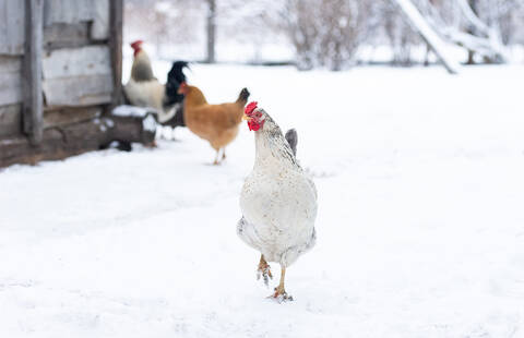 Read the article 'What You Need to Know About Avian Influenza Virus'