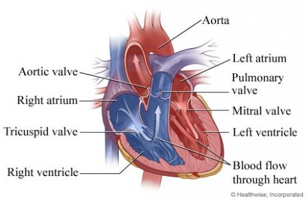 Congenital Heart Defect Repair Heart Vascular Center DHMC