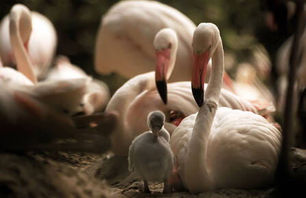 Flamingo mothers become white when caring for their baby birds due to their drained energy